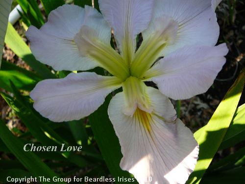Chosen Love (1)